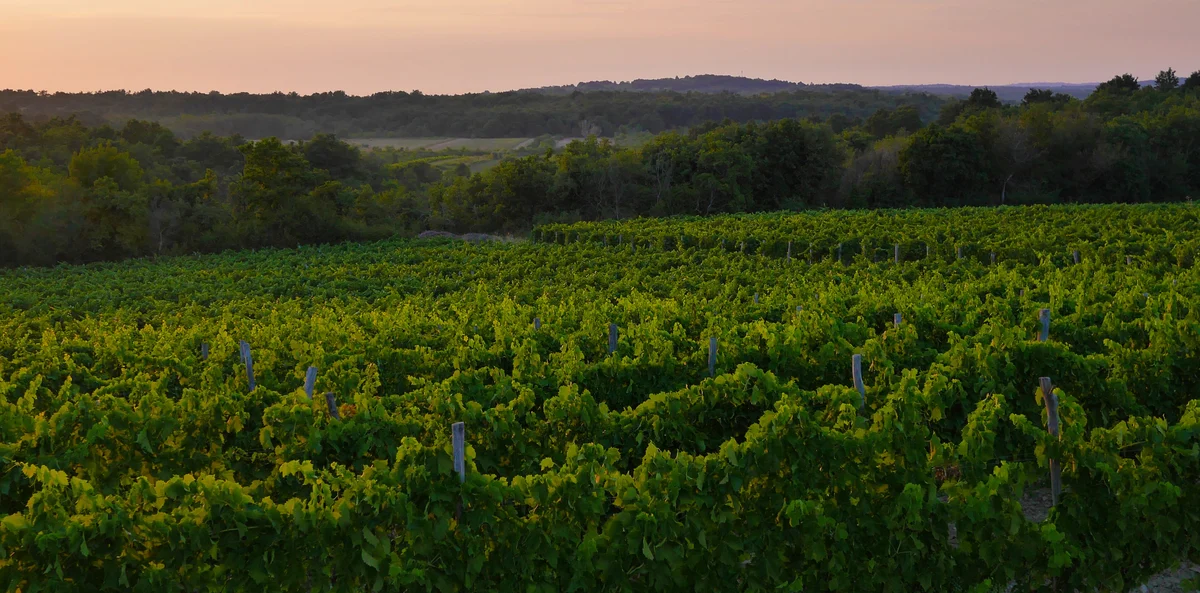 Vineyards in the rolling Istrian countryside