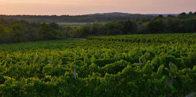 Vineyards of Istria (Croatia).jpg
